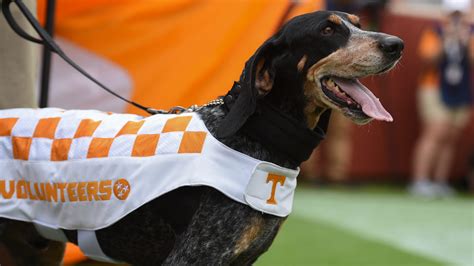 Tennessee volunteers mascot dog smokey